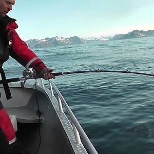 halibut fishing 2013 - Soroya,Norway