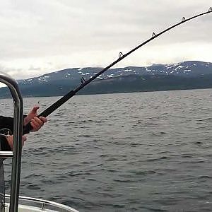 Kveite på 28kg tatt på stang (Halibut 62 lbs caught on rod)