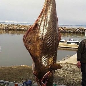 one of the biggest Halibut in the world, Andoy fiskecamp 29.04.2013 Norway