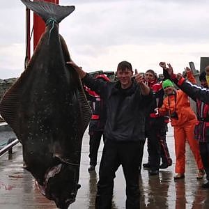 Halibut Weighing More Than a Gorilla Caught in Norway