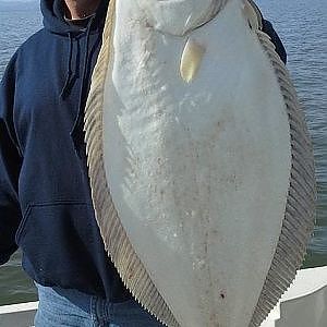 Halibut trolling at the Alameda Rock Wall