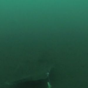 Halibut Fishing- Strike 4 - Filmed Underwater with GoPro Camera