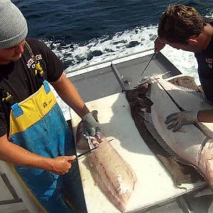 Filleting Giant California Halibut - 57lbs - Mirage Sportfishing - Channel Islands Sportfishing