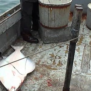 halibut fishing