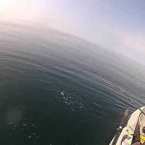 Halibut Fishing from a Kayak 8/12/12