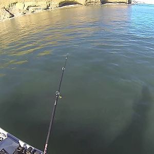 san diego bay fishing bass and halibut