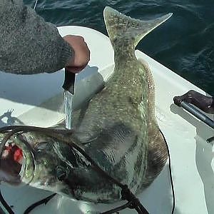 halibut fishing off Victoria bc