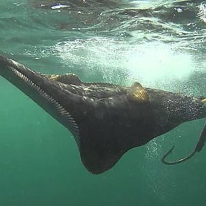 Halibut #1 - Fishing Halibut RingvassÃ¸y, Norway, with GoPro HD