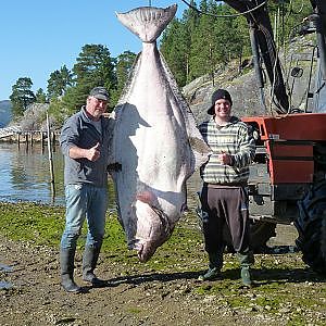 Angeln unglaublich Mega / riesen Heilbutt / Halibut Norwegen auf ZDF