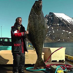 120-Kilo-Heilbutt vor Island gefangen