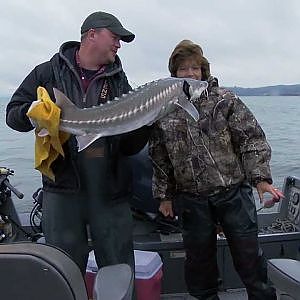 Best Sturgeon Fishing Video | Giant Oversize & Green Sturgeon!