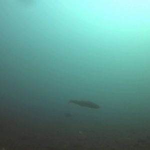 Unterwasservideo Norwegen Froya mit Heilbutt-Nachläufer