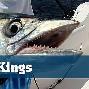 Hot King Mackerel Fishing Off South Florida On Kites And Flatlines