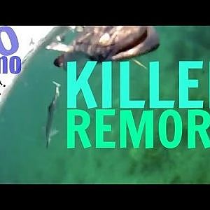 30milesOUT.com  KILLER REMORA ! offshore kayak fishing ft. lauderdale florida, how to