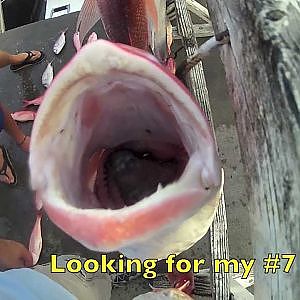 Catch of the day at Panama City Beach Florida Deep Sea Fishing Trip Red Snapper Grouper Mackerel