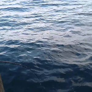 NJ Belmar Mackerel Fishing (고등어 낚시) 1-06-2011