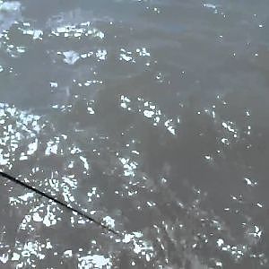 Mackerel fishing Brighton Pier