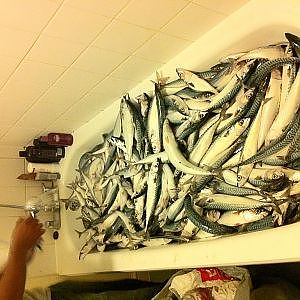 1000 Mackerel fish in a bath tub :)