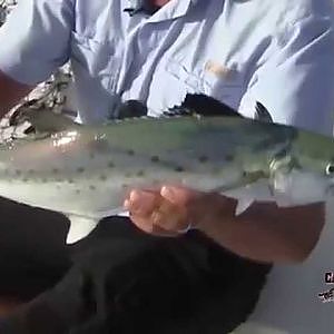 Carolina Fishing TV - Season 3/6 - Spanish Mackerel 101