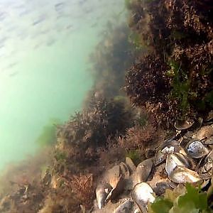 Mackerel Fishing with Underwater Camera Footage - North Wales, UK - July 2013]