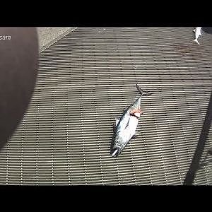 [Pier Fishing #27] Okaloosa island (April 20, 2013) - Spanish Mackerel, Bonito