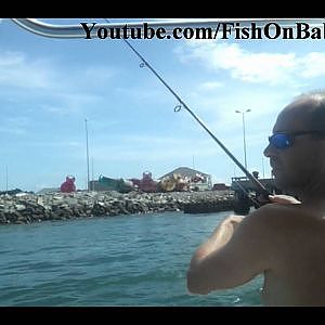 Spanish Mackerel Live Bait Fishing