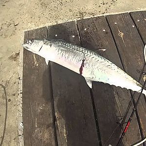 37 Lb King Mackerel Caught off of Panama City Beach Pier April 2013 HD