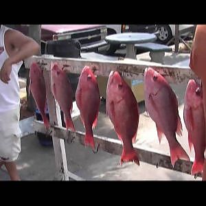 Red Snapper and Spanish Mackerel fishing 2010 Hd