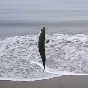 Mackerel Fishing from Shore!!!