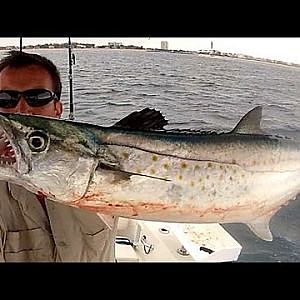 Fishing & Catch a Cero Mackerel in the Atlantic Ocean