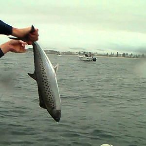 Spotted Mackerel on the Gold Coast