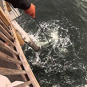 Huge King Mackerel Caught Pier Fishing!