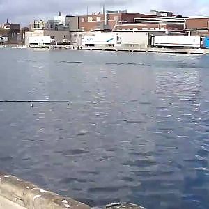 Catching Turd Pollock and Mackerel On The State Fish Pier