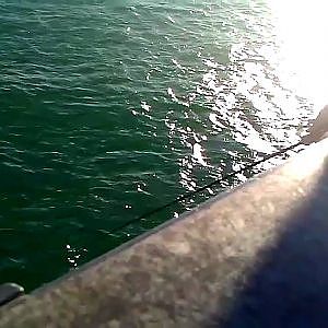 Rickenbacker Causeway fishing for Mackerel