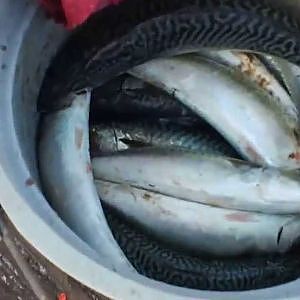 Fishing at its Best Imperial Beach Pier Must See !!!  #1