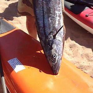Garry Catches A 22kg King Mackerel On His Pinnacle Fishing Kayak