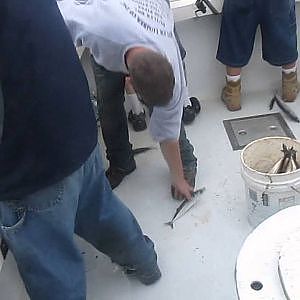 Mistie C Fishing Charters - Newburyport, MA - Mackerel Fishing