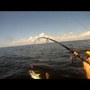 King Mackerel Caught on Kayak in Ocean