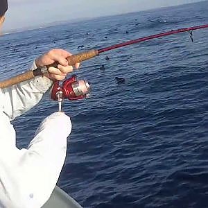 Spotted mackerel fishing Queensland