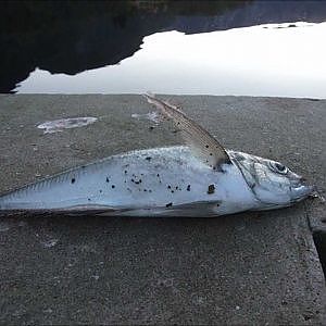 Fishing horse mackerel in Norway - New record in Norway, 1,3 kg!