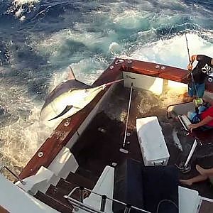 600lb Black Marlin Jumps in Boat and Lands on the Crew!  Captured on 4 different cameras! Very Scary