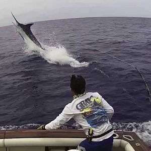 Fighting Blue Marlin 1075 lbs Grander! Amazing jumps!