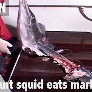 GIANT SQUID ATTACK! Marlin ripped to shreds!