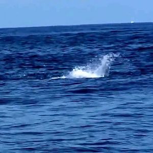 WOW!!!  HUGE 600lb Blue Marlin vs a Massive Mahi Mahi in Costa Rica.. AMAZING!!!