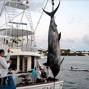 1289lb Blue Marlin Caught in Bermuda May 30 2012.