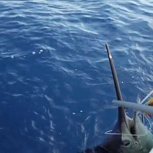 Pesca de gran marlin Azul marlin