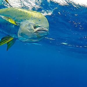 HD Gopro: Pesca de Marlin y Dorado en Puerto Rico - Mareja