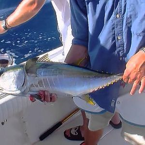 Northeast Canyons - Yellowfin Tuna, Mahi Mahi & White Marlin