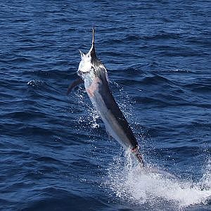 Big Black Marlin on Daiwa Saltiga 4500. Montebello Islands Marlin switch bait fishing