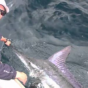 5 Marlin Released On A 14 Foot Livingston Skiff In California-2009